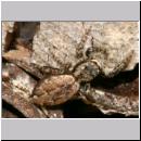 Marpissa muscosa - Rindenspringspinne 01 11mm.jpg